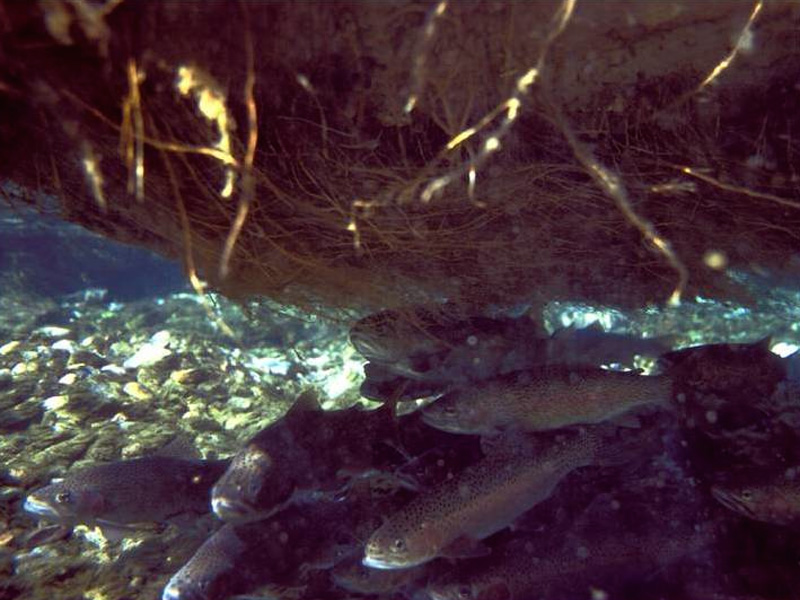 百奧源®浮動(dòng)濕地根系下棲息的魚(yú)群